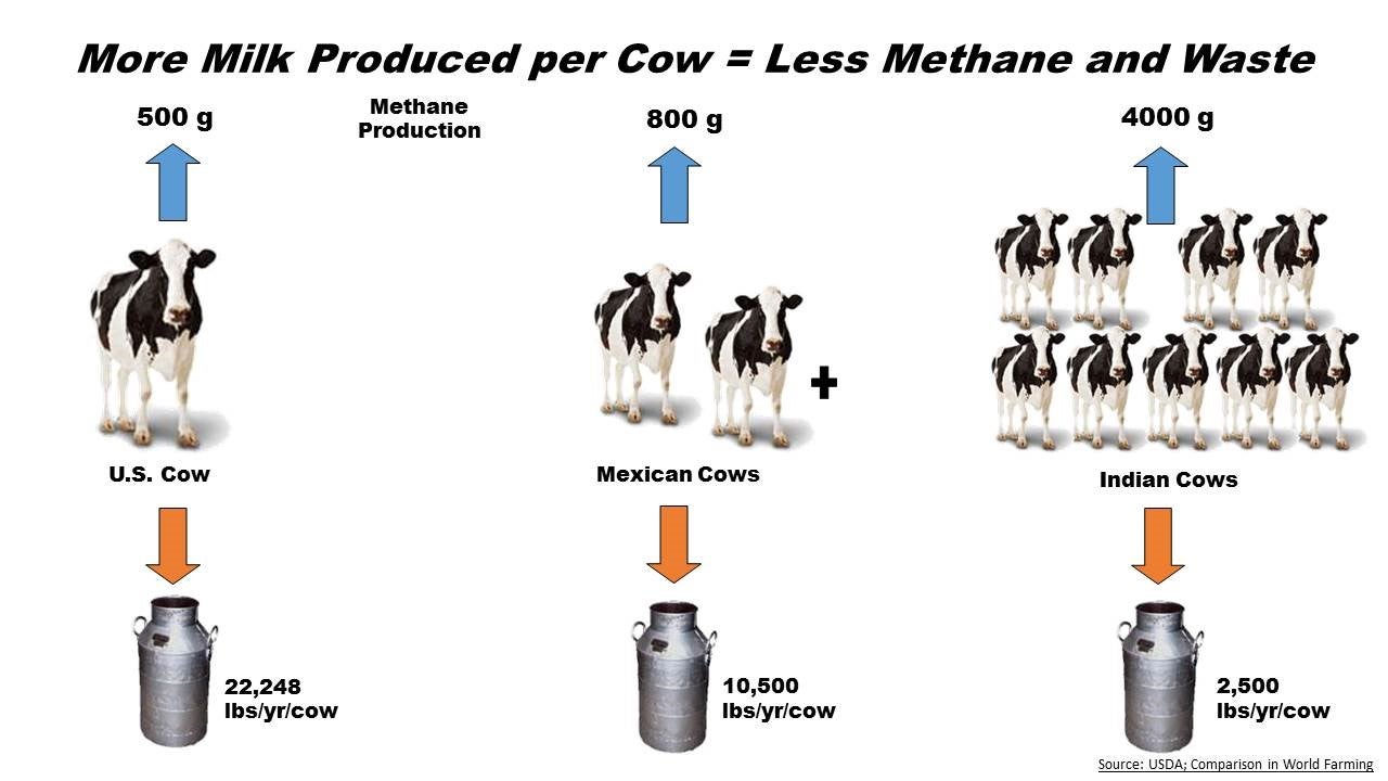 More milking. Коровы метан глобальное потепление. Влияние коров на парниковый эффект. Methane Production by Milk. How effective of Cows in meat Production.