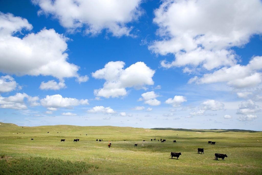 Cattle graze on rangeland.