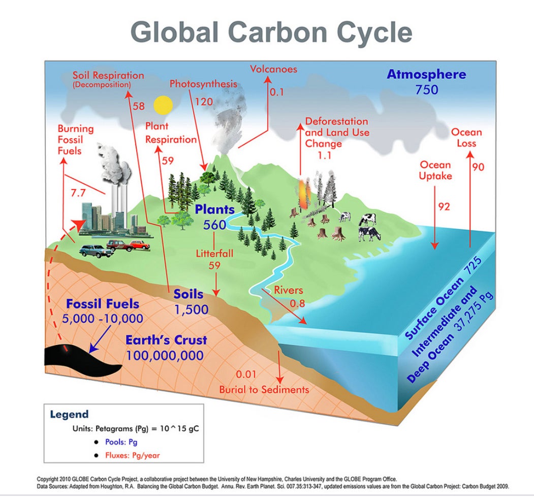 Carbon Emissions from Amazon Fires Pale in Comparison to Burning of our ...